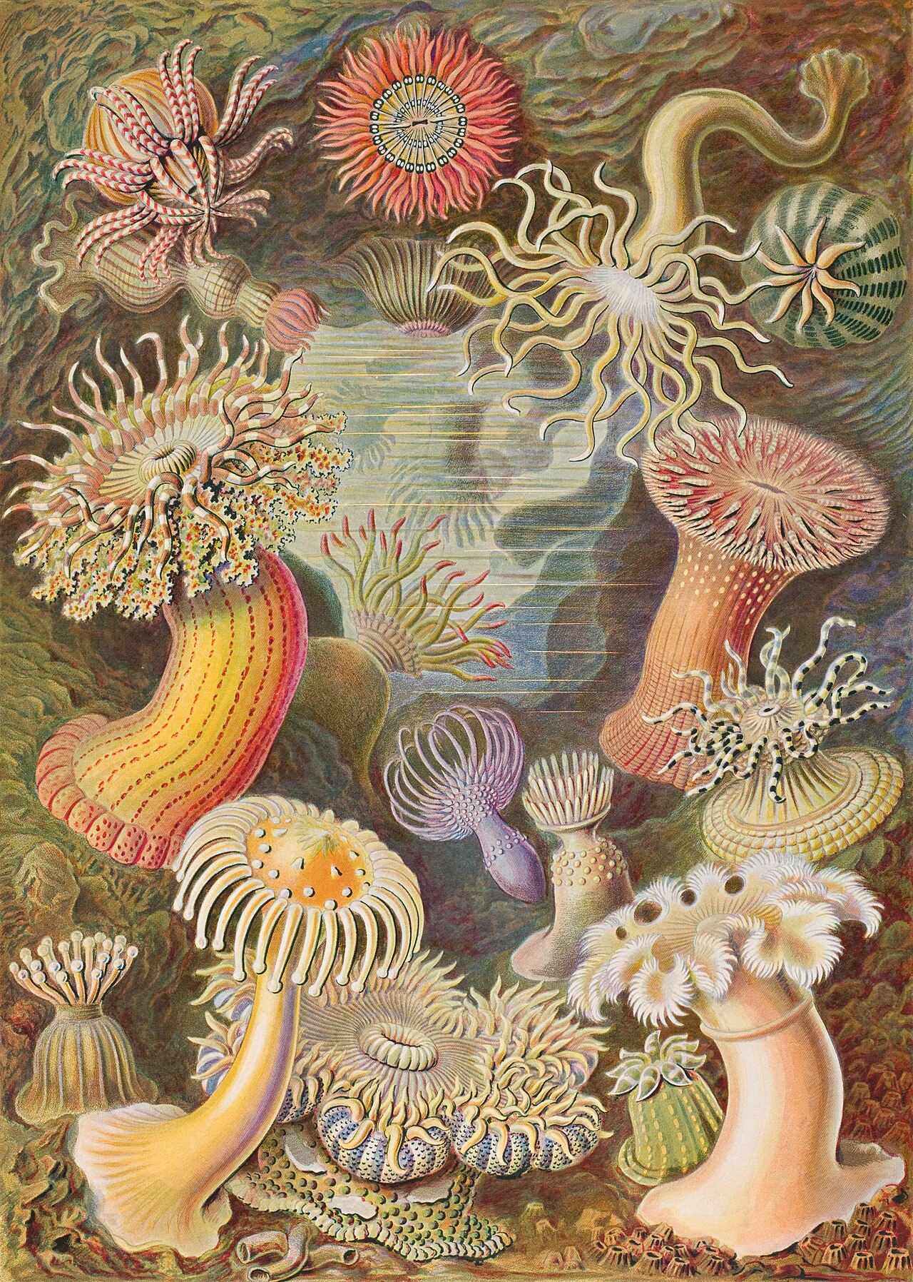 Ernst Haeckel's plate of sea anemones from Kunstformen der Natur